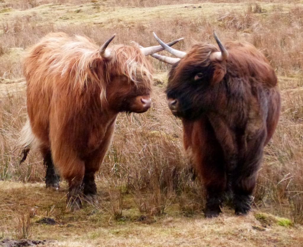 Inquisitive Highland Cattle in Sutherland